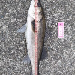 ツバス祭ときどきシーバス