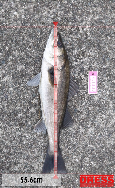 ツバス祭ときどきシーバス