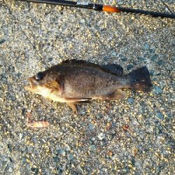 2019年5月21日釣行in伊崎漁港界隈