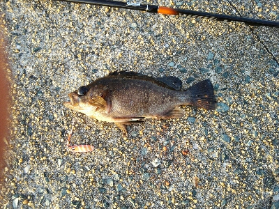 2019年5月21日釣行in伊崎漁港界隈