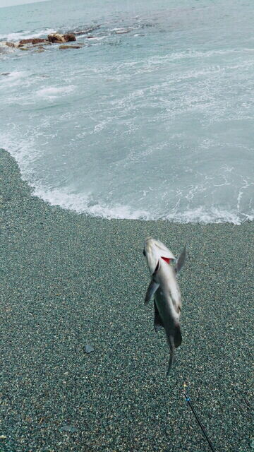 渚釣り 不発