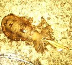 春アオリイカ来た~