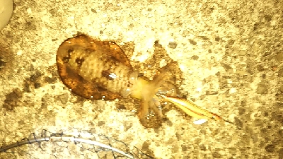 春アオリイカ来た~