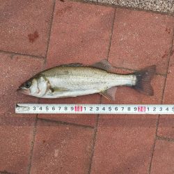 どうにか1本　～豊洲ぐるり公園～