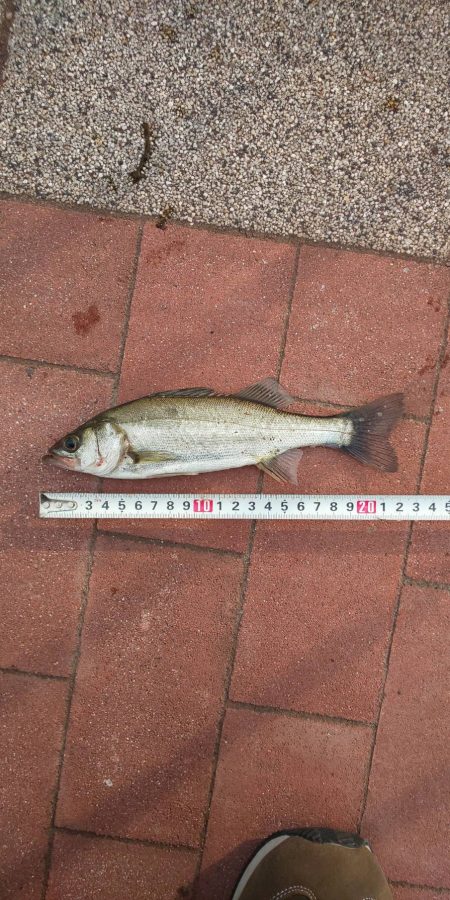 どうにか1本　～豊洲ぐるり公園～