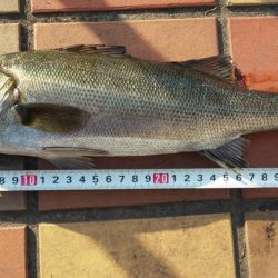 試し釣り　～辰巳橋付近～