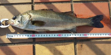 試し釣り　～辰巳橋付近～