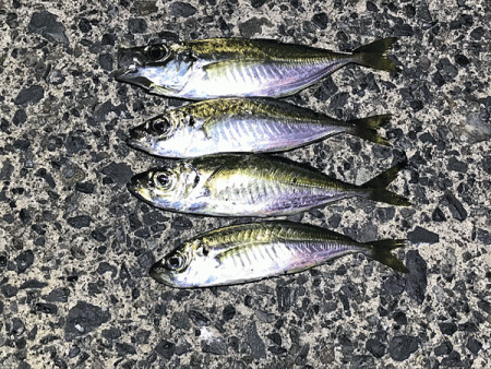 日本海アジング(2019-2)