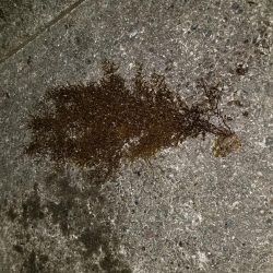 久しぶりの大島