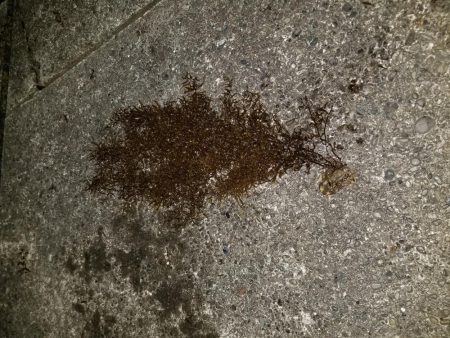 久しぶりの大島