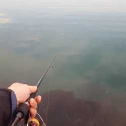 コウイカエギング