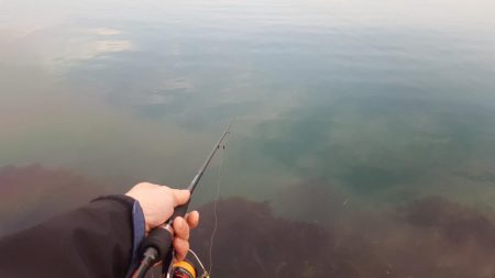 コウイカエギング