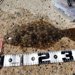 左右揃いました