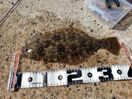 左右揃いました