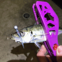 坊勢アジング(2019-3)