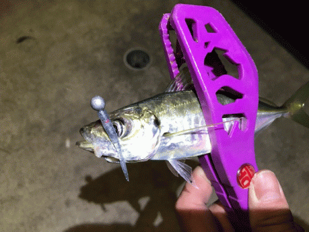 坊勢アジング(2019-3)