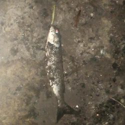 クルクルバチしかいない