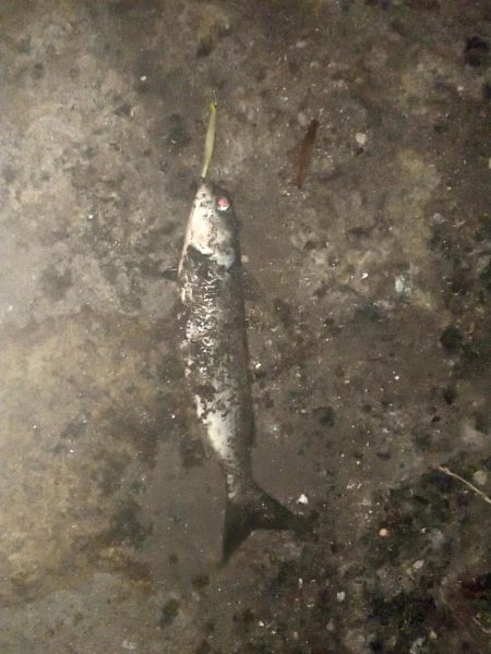 クルクルバチしかいない