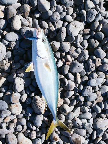 マッスル ハッスル