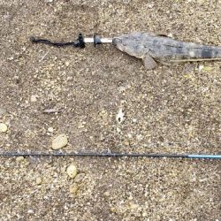 ボウズくらいリベンジ