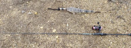 ボウズくらいリベンジ