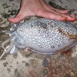 今年一番のサイズ♪