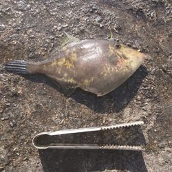 アジ狙いで珍客