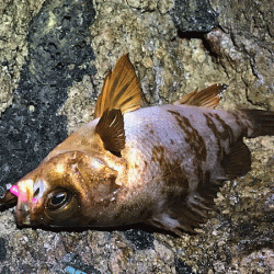 鳥取メバリング(2019-14)