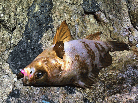 鳥取メバリング(2019-14)