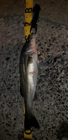 仕事帰りの一時間釣行