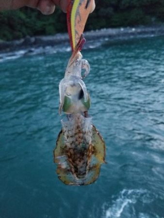 波バッシャーン！