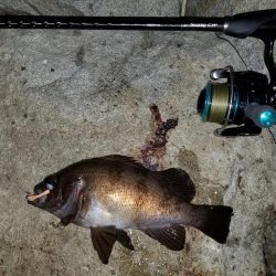 庵治フロートメバリング