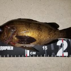 庵治フロートメバリング