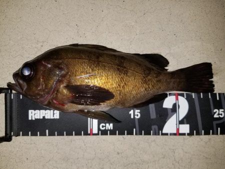 庵治フロートメバリング