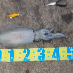 人生初アオリイカ