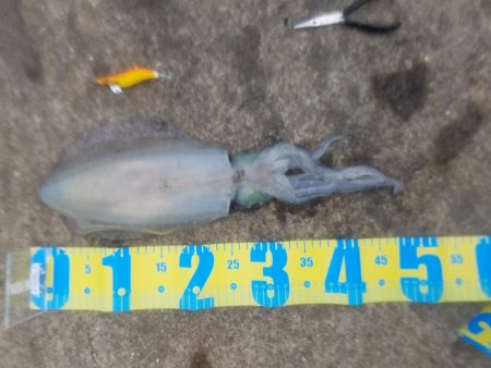 人生初アオリイカ