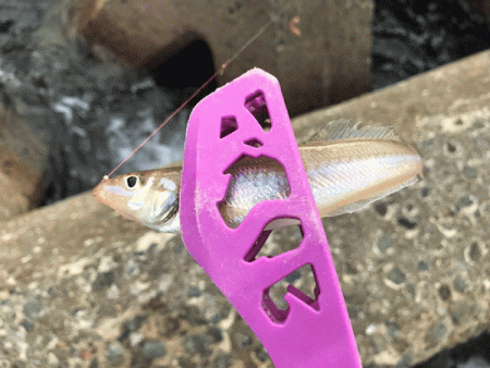 姫路キス釣り（2019-1）