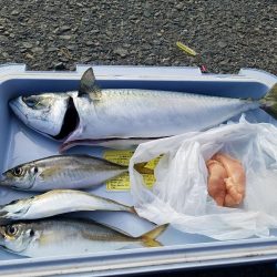 大サバ　42.5cm　！！陸っぱり！