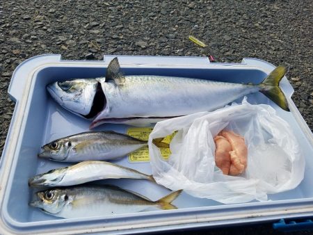 大サバ　42.5cm　！！陸っぱり！