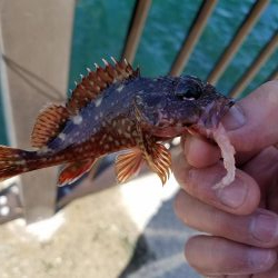 久しぶりのアジュール