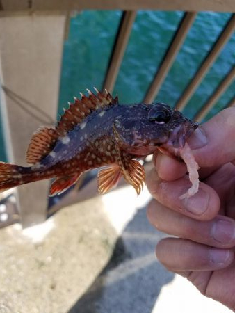 久しぶりのアジュール