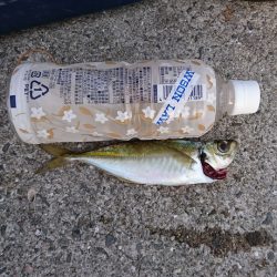 ウマズラゲット