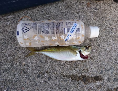 ウマズラゲット