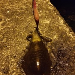 チビよく釣れるわー！