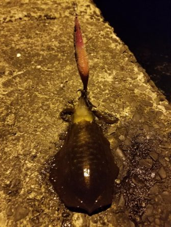 チビよく釣れるわー！