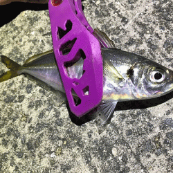 坊勢アジング(2019-4)