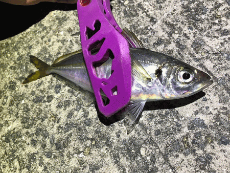 坊勢アジング(2019-4)