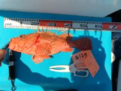 ど迫力　オニカサゴ　2kg 52cm！