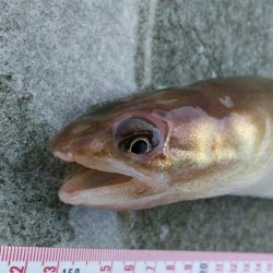 和歌山マリーナシティで投げ釣り