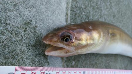 和歌山マリーナシティで投げ釣り